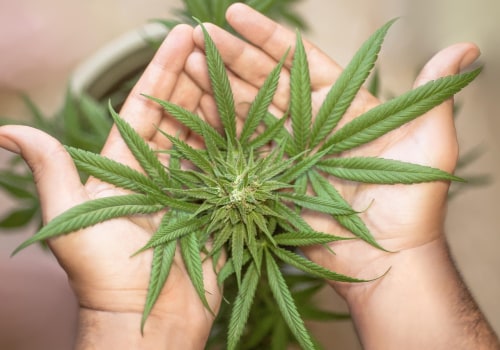 Exploring the Role of CBDA in New Hampshire Rehab Centers