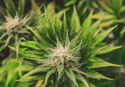 Exploring CBDA's Role in Maine Rehab Programs